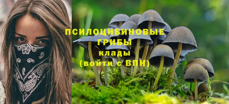 Галлюциногенные грибы Psilocybe Донецк